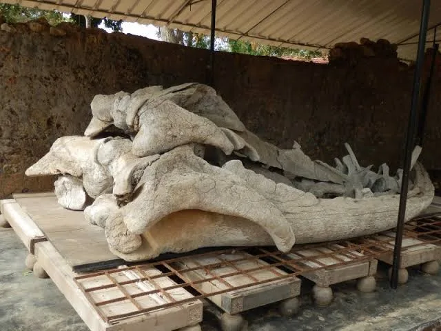 Jaffna Archaeological Museum 4